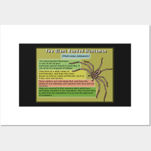 The Giant Banded Huntsman Spider Poster Posters and Art